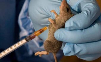 NCDC Reports 72 Lassa Fever Deaths in 6 Weeks